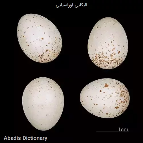 الیکایی اوراسیایی